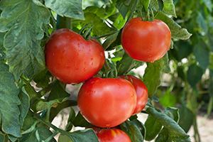 bright red tomatoes hanging from the vine